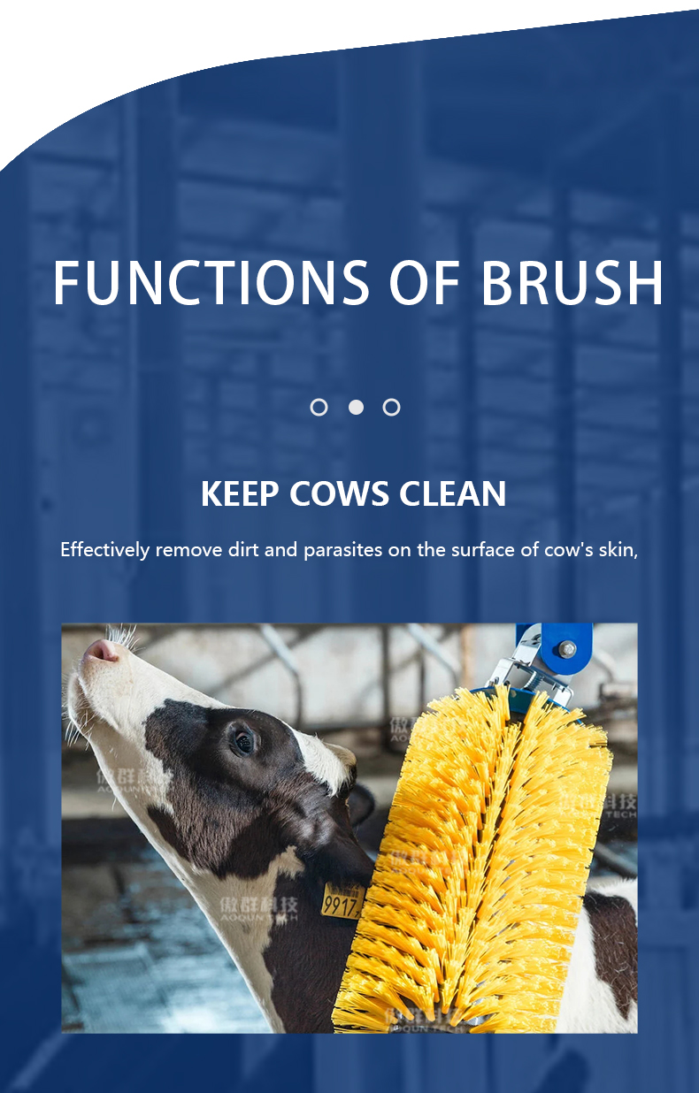 a cow is cleaned by a cow brush