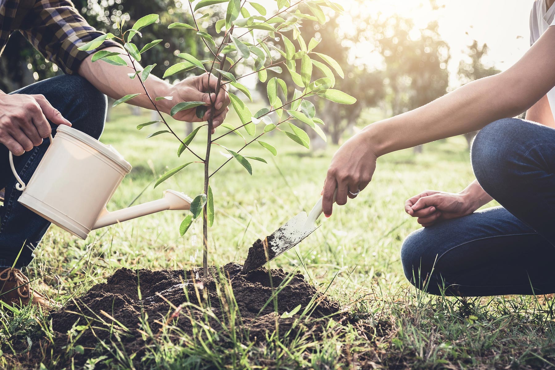 tree planting day