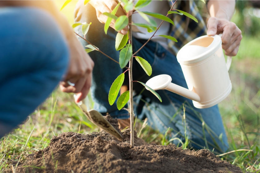 planting watering tree